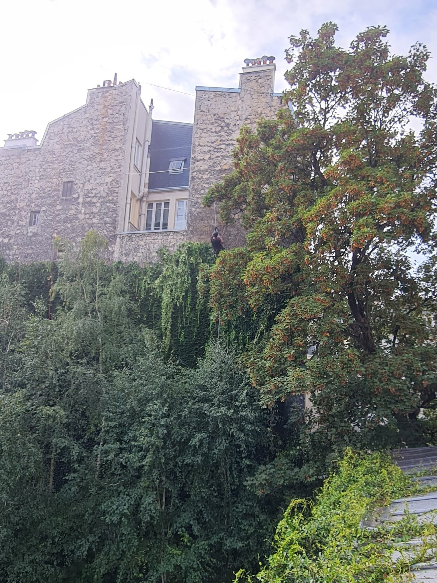 Taille d’une vigne vierge — Copropriété · remise à hauteur et éclaircissement